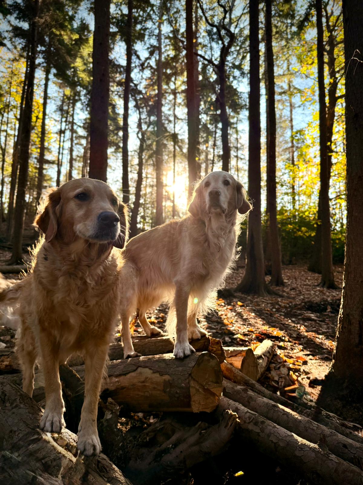 Dogs in private Cobham woodland