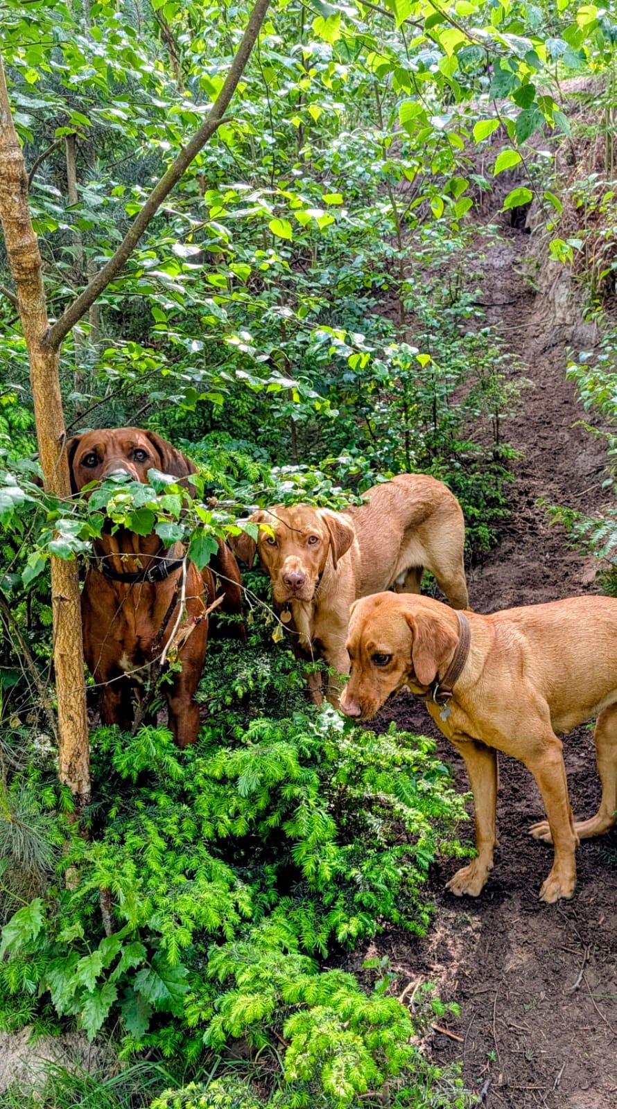 Dog Daycare: Clapham, Putney & Wandsworth at Duncan's Dog Co.