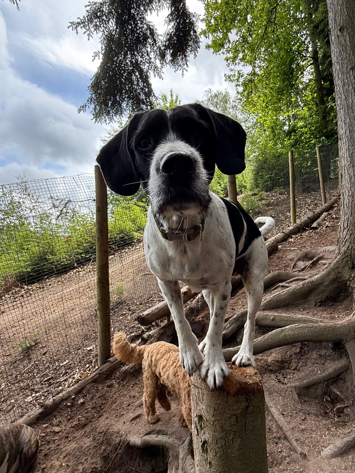 Rescue Dog Daycare: Gentle Introductions at Duncan's Dog Co.