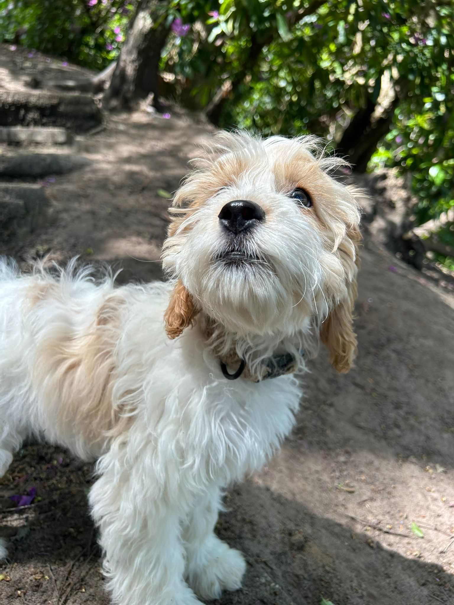 Puppy exploring the woodland at Duncan's Dog Co.
