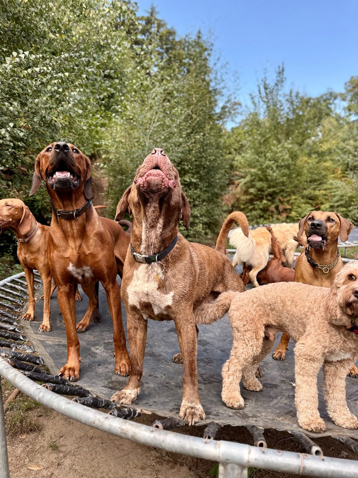 Doggy Daycare at Duncan's Dog Co.