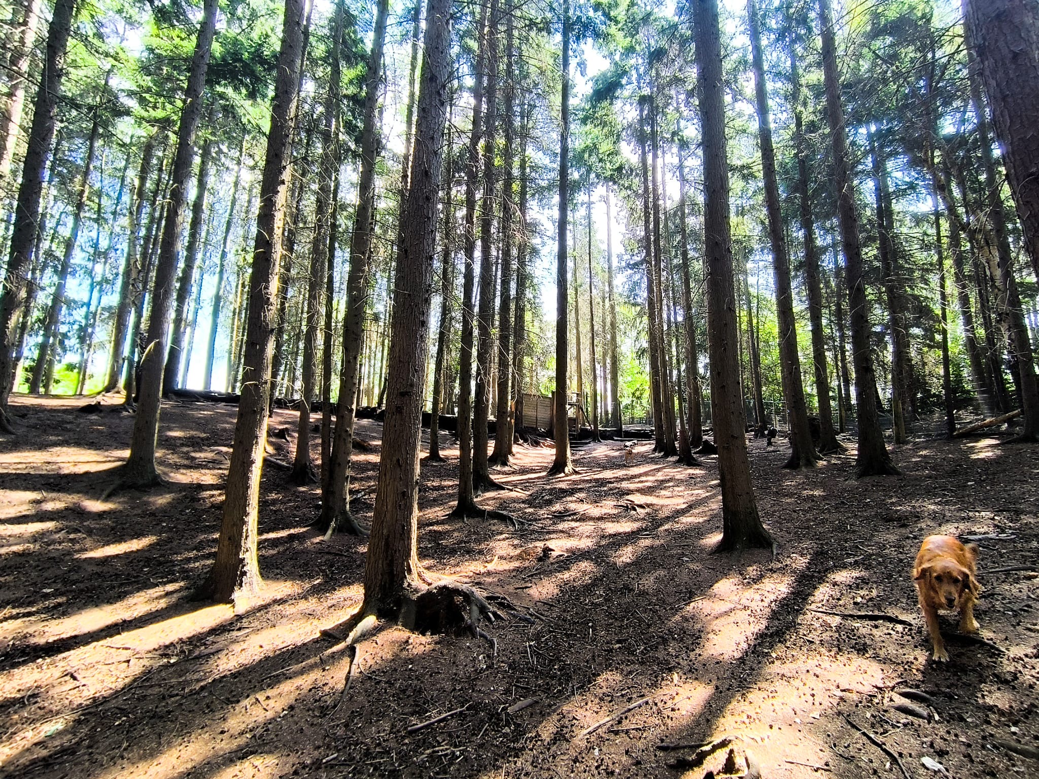 Duncan's Dog Co. woodland dog care